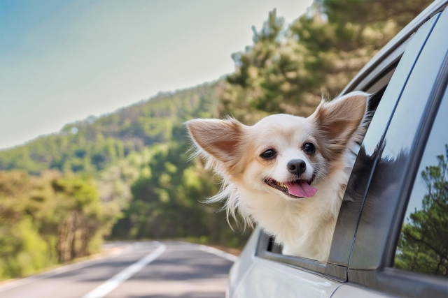 走行中の車の窓から顔を出して楽しそうにしているペットの犬